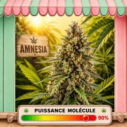 FLEUR CBD MOLECULE AMNESIA HCT
