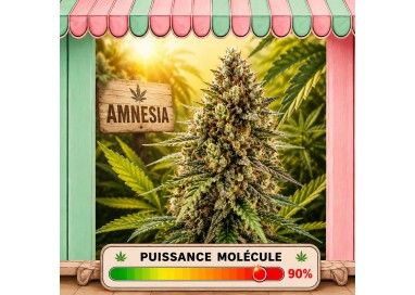 FLEUR CBD MOLECULE AMNESIA HCT