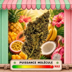 TROPICAL KUSH CBD MOLECULE THCX