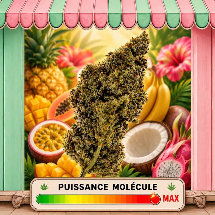 TROPICAL KUSH CBD MOLECULE THCX