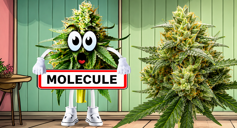 Rayon Fleur cbd molécule thx, he, thv-cbc